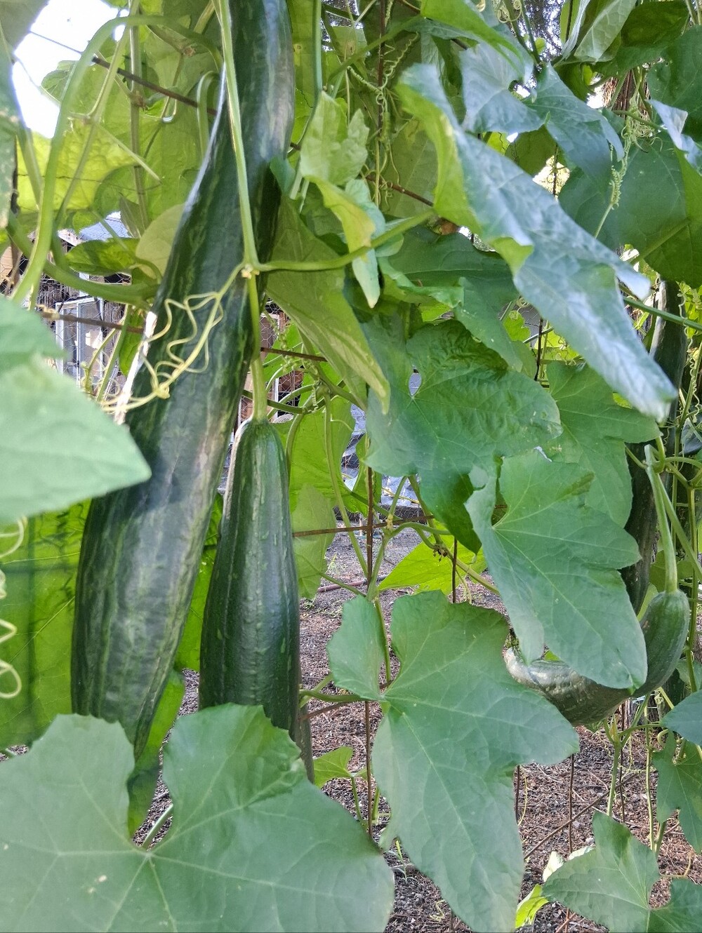 Organically Grown Heirloom Luffa Seeds